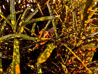 croton plant leaves green yellow