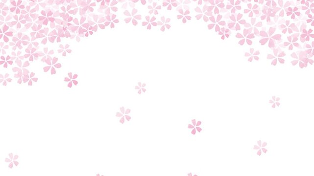Spring background with falling pink cherry blossoms on white background　animation