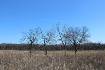Four bare trees in a field at the restored tallgrass prairie at Linne Woods in Morton Grove, Illinois in early spring