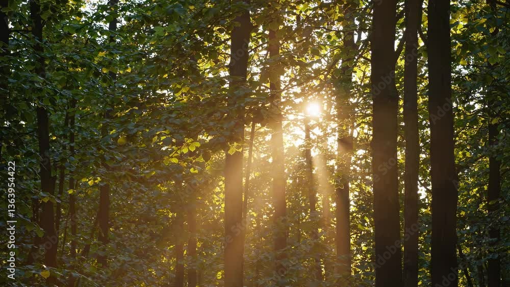 Poster sunlight streaming through dense forest trees, captured from a low angle, creating a serene and natu