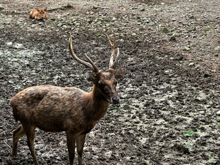 Male Deer With Antlers Grazing Among Autumn Leaves In A Forest Environment