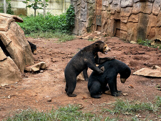 Playful Interaction Between Two Young Bears in a Natural Enclosure at a Zoo