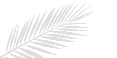 An Intricate Shadow of Tropical Palm Leaf Branches Showing in the Lower Left Corner Isolated on a Transparent or White Background