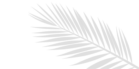 An Intricate Shadow of Tropical Palm Leaf Branches Showing in the Lower Left Corner Isolated on a Transparent or White Background