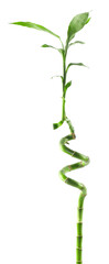 Beautiful decorative bamboo plant isolated on white