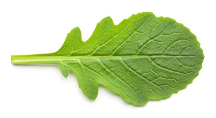 Obraz premium Close Up of a Vibrant Green Leaf on White Background