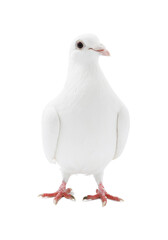 One dove isolated on white. Graceful bird