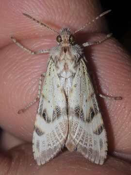 Adult Pyralid Snout Moth