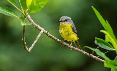 The eastern yellow robin (Eopsaltria australis)  perching on a branch displaying its yellow plumage.