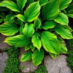 Fototapeta premium Vibrant green leaves thriving on a stone pathway in sunlight.
