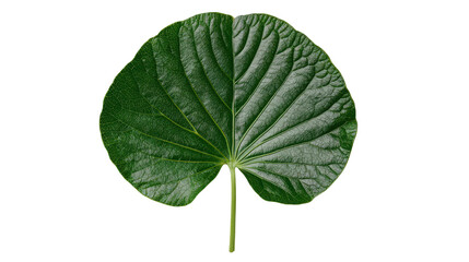 Fototapeta premium Close-up of a vibrant green leaf showcasing intricate textures and natural patterns in sunlight.