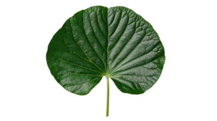 Close-up of a vibrant green leaf showcasing intricate textures and natural patterns in sunlight.