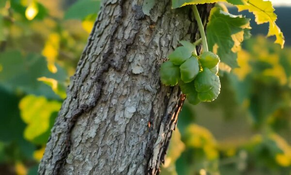 Fresh buds on grapevine, rack focus to wooden plant vine branch. Vine, Vitis genus, Vitaceae family. Vine wrap around support closeup. Grow grapes, agriculture, viticulture. Spring vineyard landscape