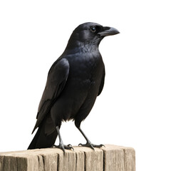 Fototapeta premium Black crow. Isolated on white