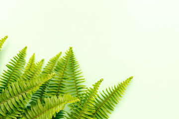 green fern leaves