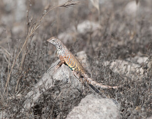 fence lizard on the rock