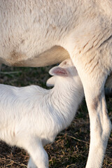 sheep and lamb nursing