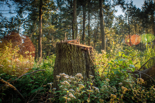 &Aacute;rbol talado en la Marquesa, M&eacute;xico