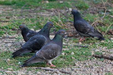 pigeon on the ground