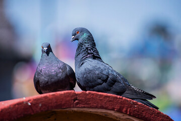 Cortejo y reproducción de palomas 1