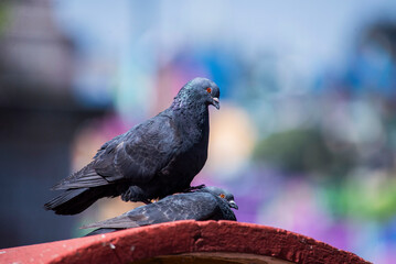 Cortejo y reproducción de palomas 5