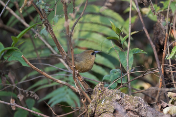 The Black-chinned Babbler (Cyanoderma pyrrhops) is a small, active bird found in the Himalayan foothills, with rufous plumage, a distinct black chin, and a melodious call.