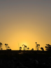 Naklejka premium Skeleton trees on the horizon, Waitara, Taranaki, New Zealand