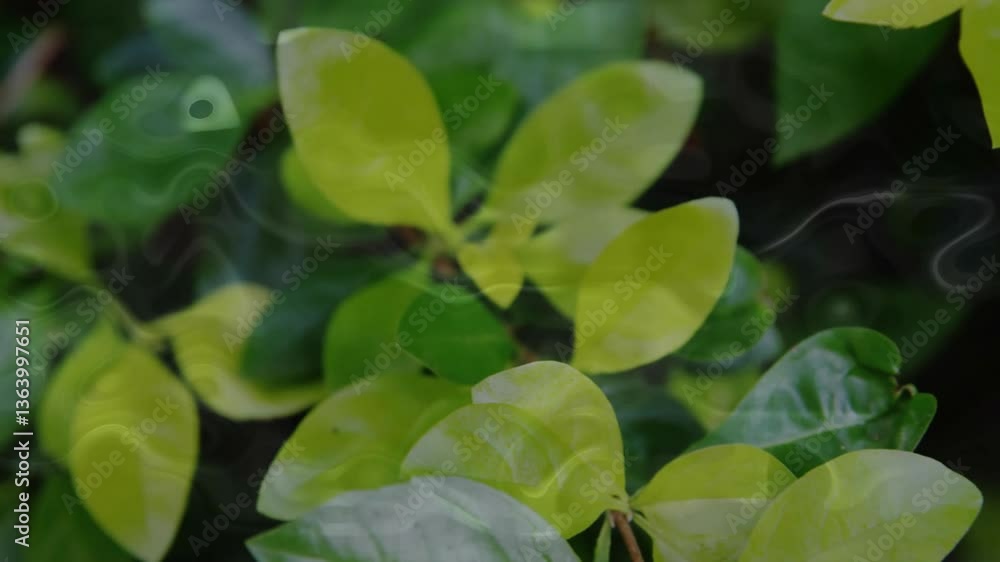 Poster swirling patterns on green leaves creating calming natural animation effect