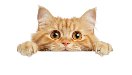 a curious orange tabby cat peeks over a white surface showcasing