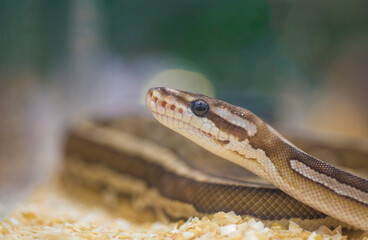 close up of a snake in the zoo