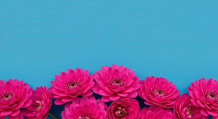 Obraz premium Vibrant Pink Chrysanthemum Flowers on Blue Background