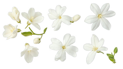 delicate white flowers and buds arranged artistically on a white