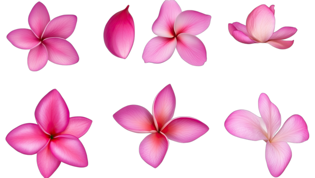 various pink flowers each with distinct shapes and petal arrange