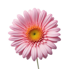Obraz premium Pink gerbera daisy flower blooming with green stem isolated on transparent background