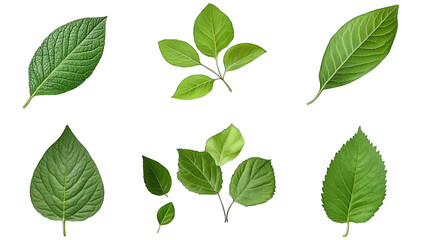 various green leaves showcasing different shapes and sizes ideal