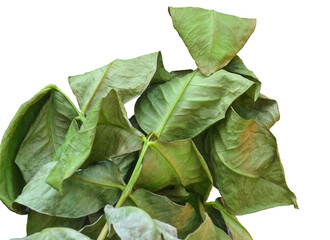 guava stalk with wilted leaves and twigs isolated on white background