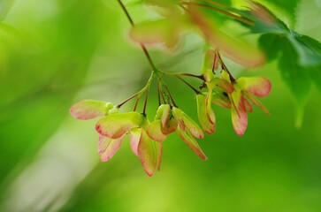 モミジの実