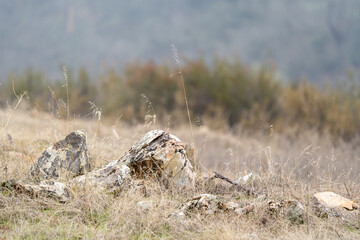 Rocks and dry grass.