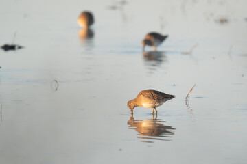 Sandpipers feeding in shallow water.
