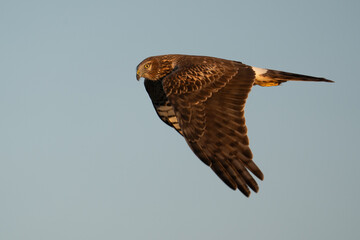 Hawk soars in flight.