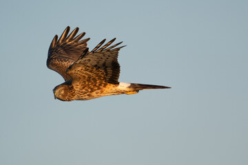 Hawk soars in blue sky.