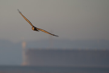 Hawk soars, wings spread.