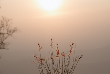 Fototapeta premium Background image of branches made from the sound of the sun