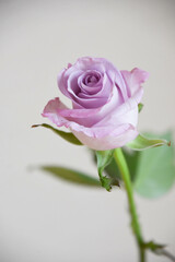 Obraz premium 紫のばら