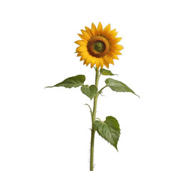 Golden Blossom: A vibrant sunflower stands tall, its sunny yellow petals radiating warmth, bringing a touch of joy and beauty to any space. Capturing the essence of summer.