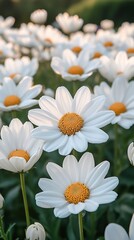 Fototapeta premium A field of bright white daisies with vibrant yellow centers