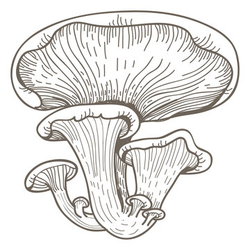 recommend clip art: Mushroom png line art, transparent background