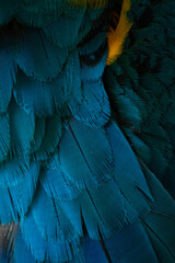 Fototapeta premium Close-up Peacocks, colorful details and beautiful peacock feathers.