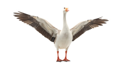 Fototapeta premium Funny goose points wing to side standing isolated on white background