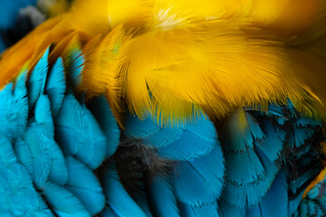 Fototapeta premium Close-up Peacocks, colorful details and beautiful peacock feathers.
